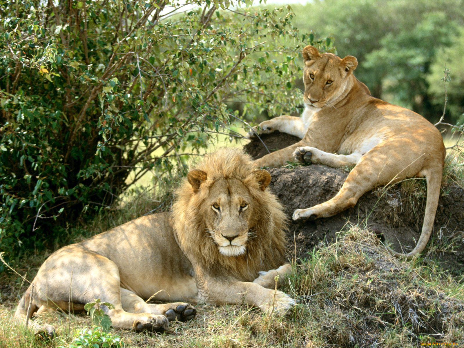 african, lions, , 